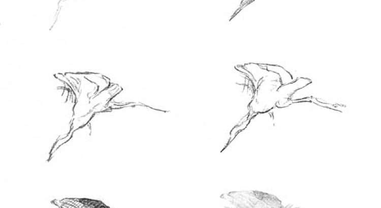 own drawing - birds