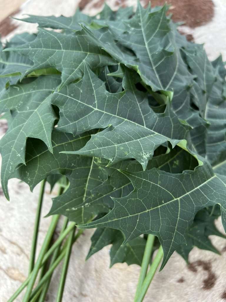 Chaya / Tree Spinach