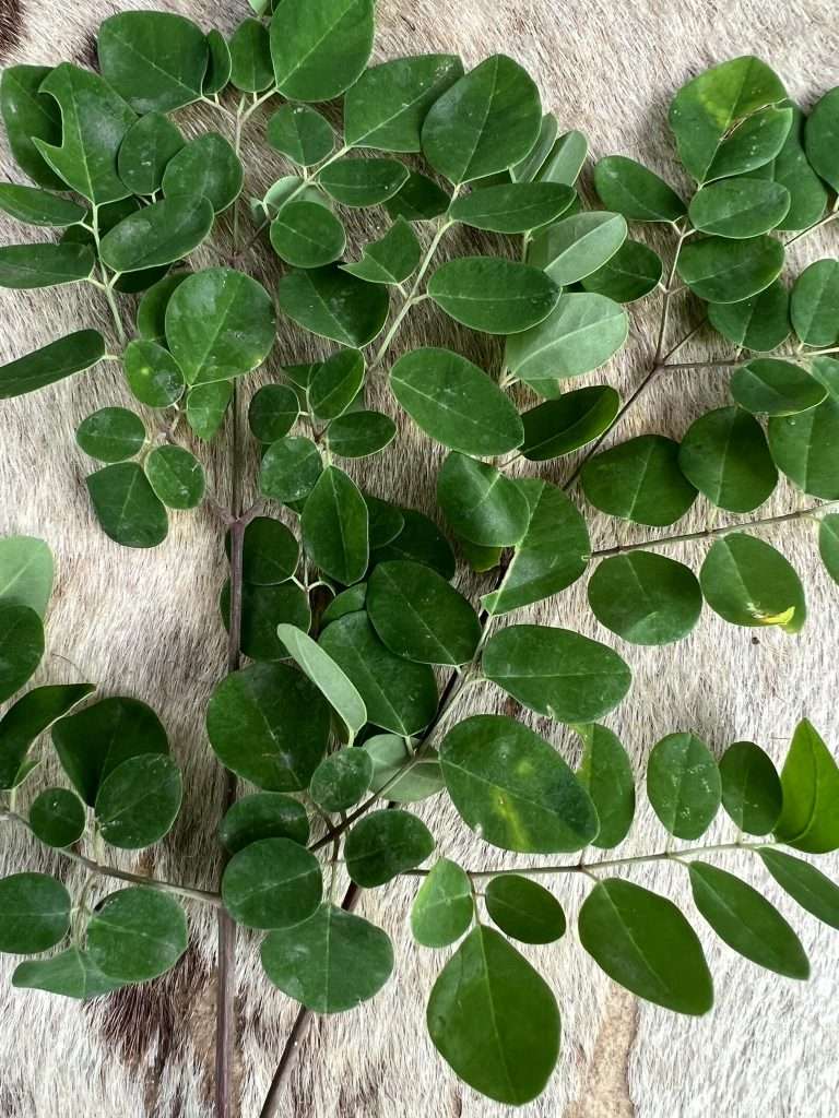 Moringa leaves